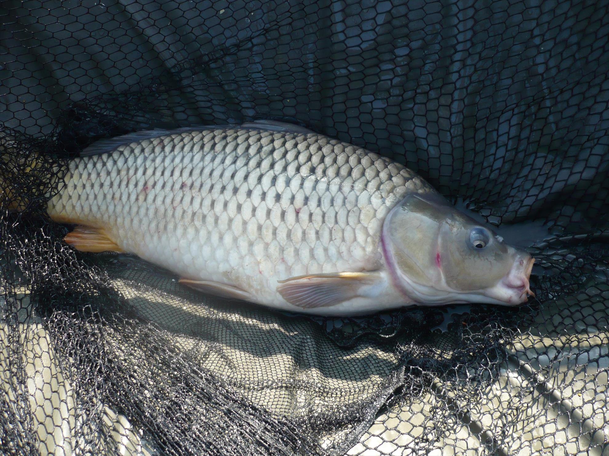 MV2 - 24.OCT.2013 - p1010840.JPG